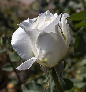 Nature romantic scent