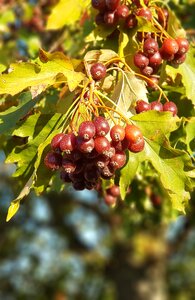 Autumn tree fruit leaves photo