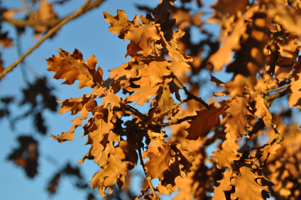 Autumn leaf expired