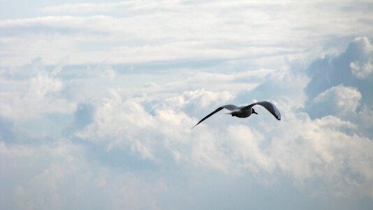 Flight seagull clouds