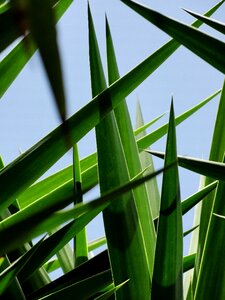 Palm leaf crossed leaves