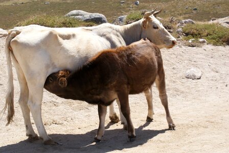 Animals cows ruminants photo