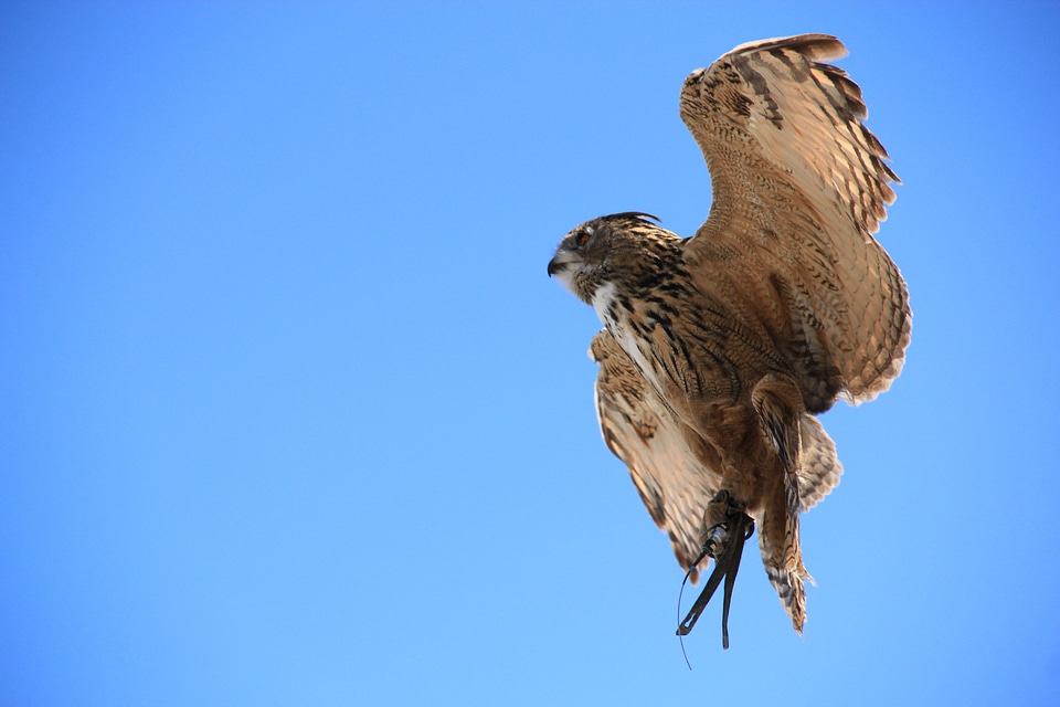 Animal night active birds