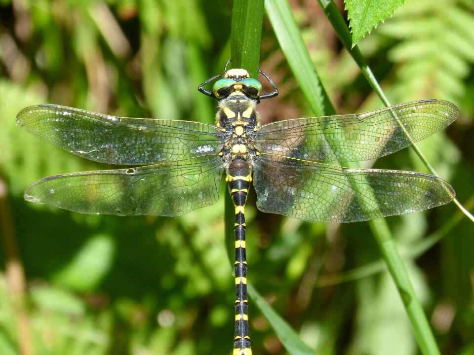 Cordulegaster boltonii odonato yellow and black