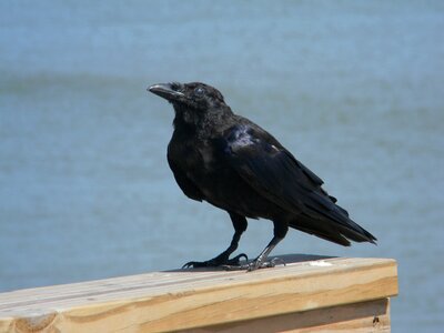 Pier bird water