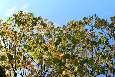 Fall colors fall leaves golden autumn photo