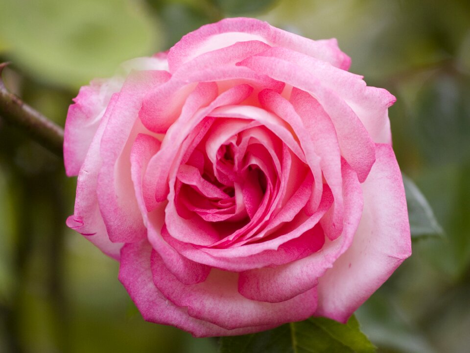 Rose pink flower photo