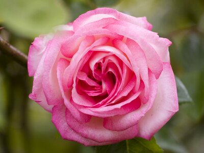 Rose pink flower