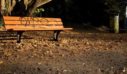 Forest leaves rest photo