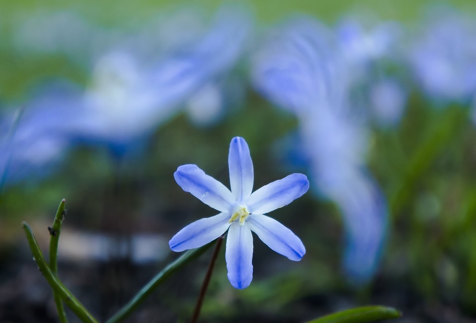 Flowers nature plant photo