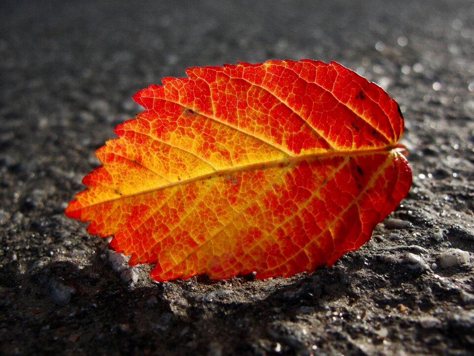 Autumn leaves the transparent leaves red leaf