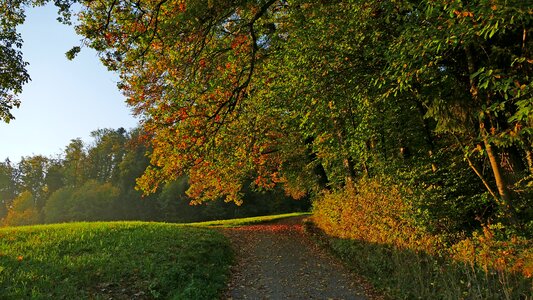Forest tree leaves