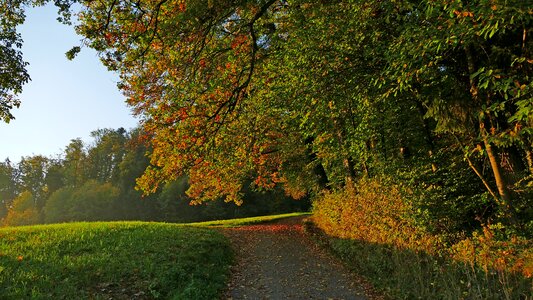 Forest tree leaves photo