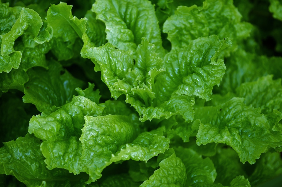 Eating nature organic