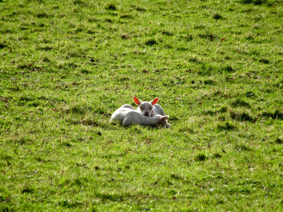 Sheep at dike wool sleep photo