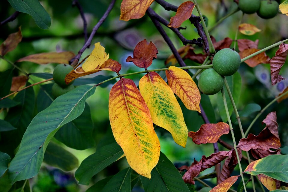 Leaves fruits leaf