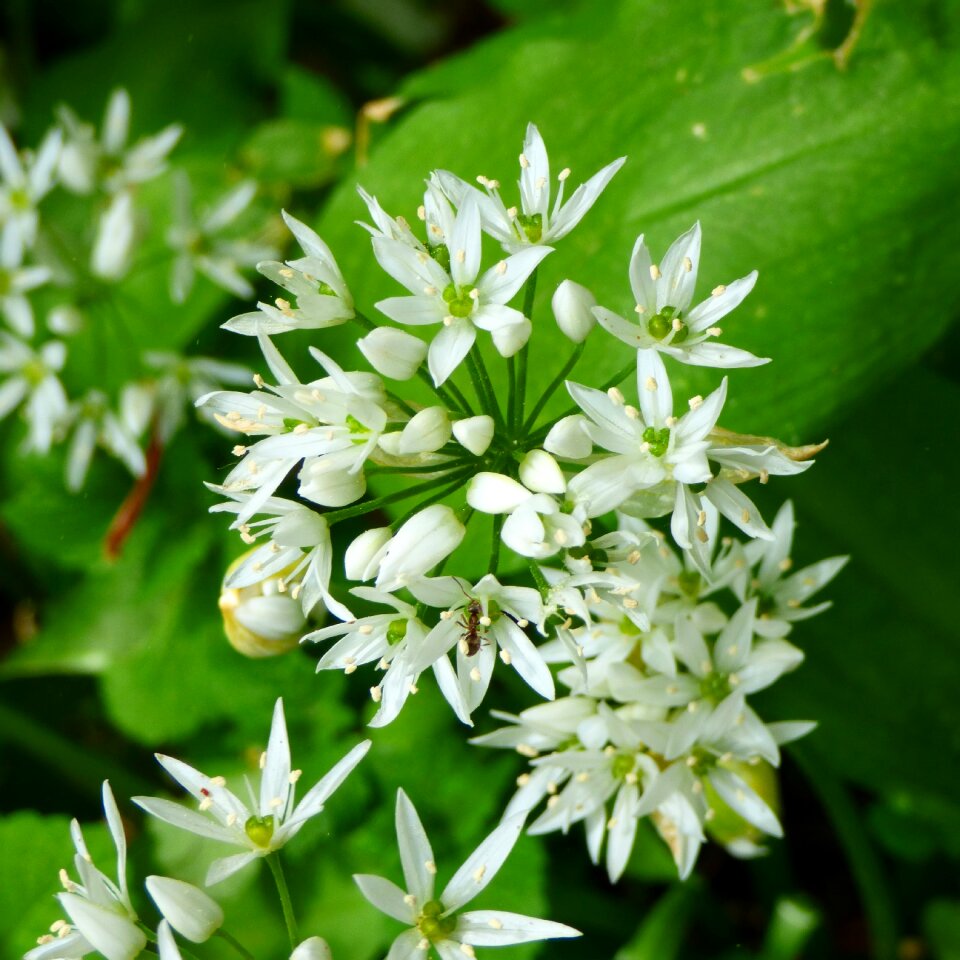 Bloom open white