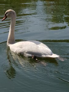 Water bird plumage swans
