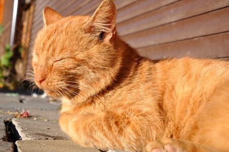 Cat is redhead offended cat