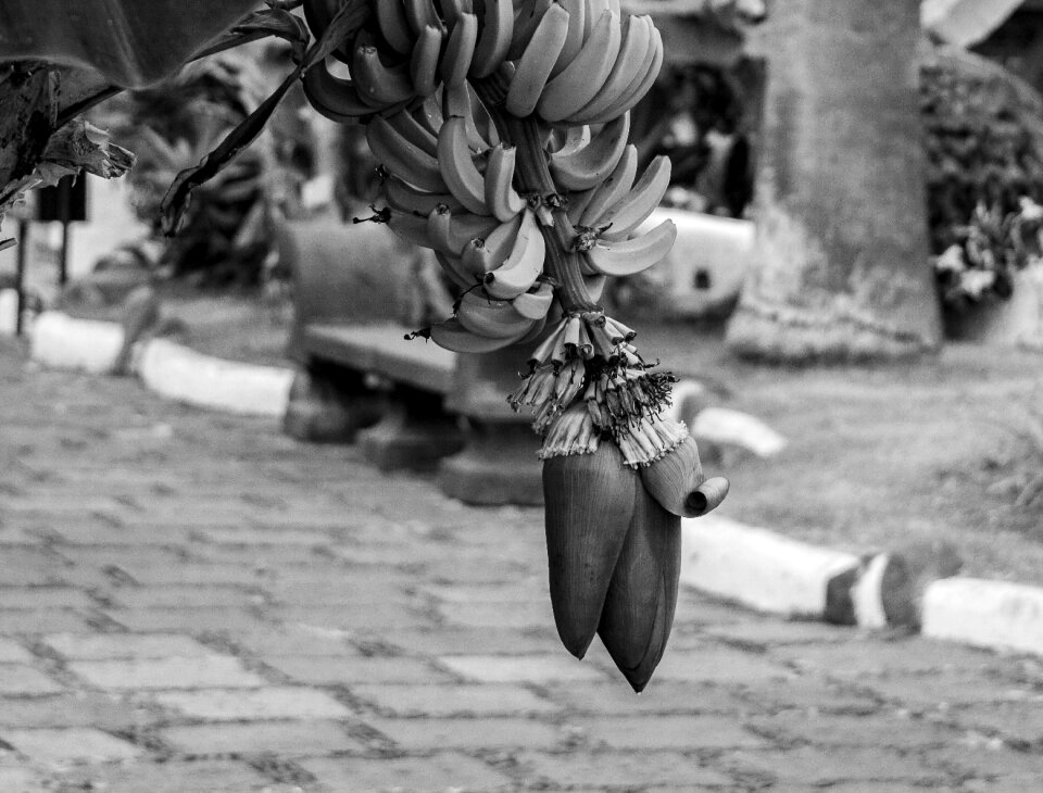 Plant tropical banana plant