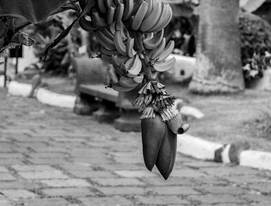 Plant tropical banana plant