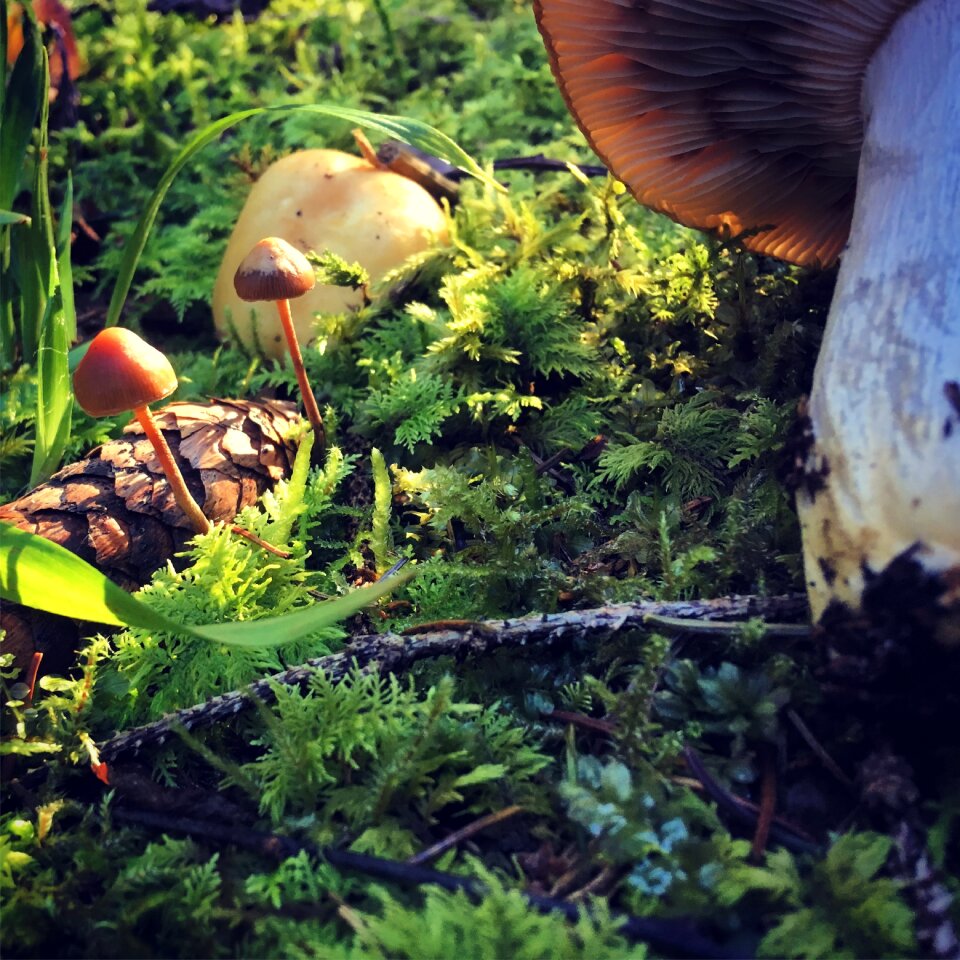 Mushrooms forest forest floor