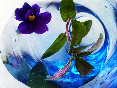 Art flowers colors