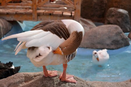 Bird animal poultry