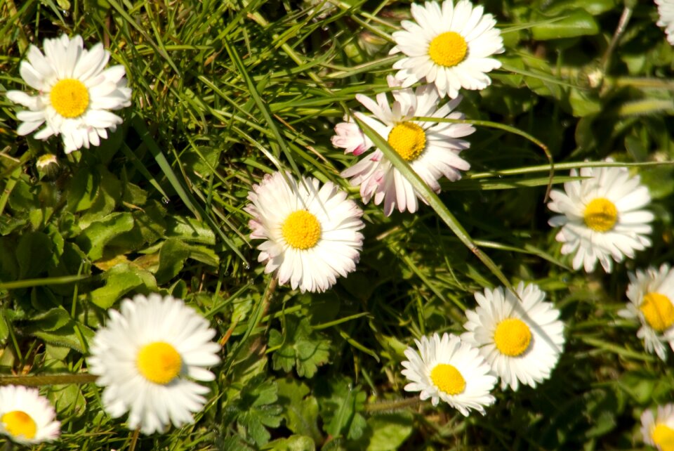 Daisy in the grass