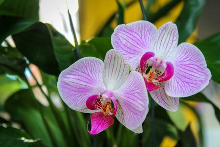 Flower orchid plant photo