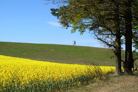 Field of rapeseeds in the landscape
