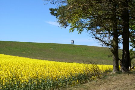 Field of rapeseeds in the landscape photo