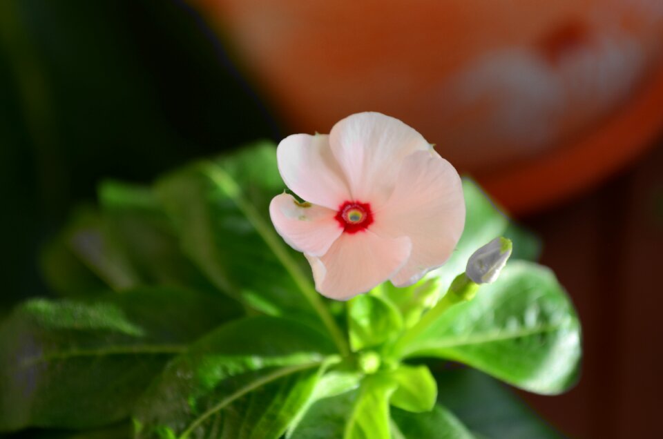 Coloring pink beauty