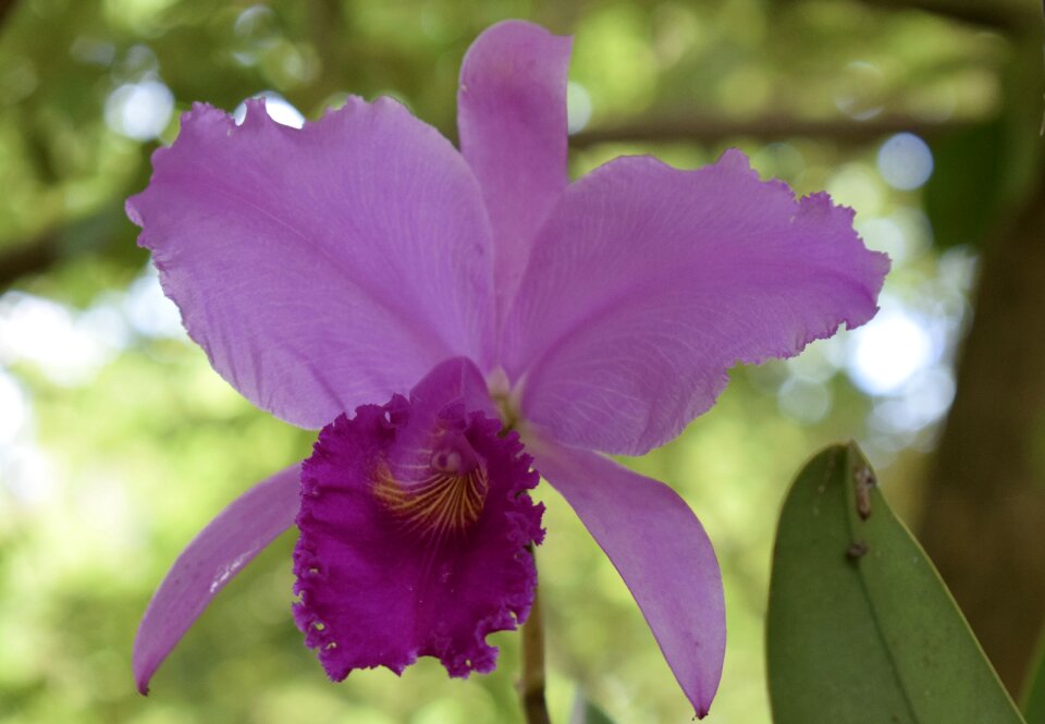 Nature garden petal