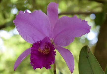 Nature garden petal