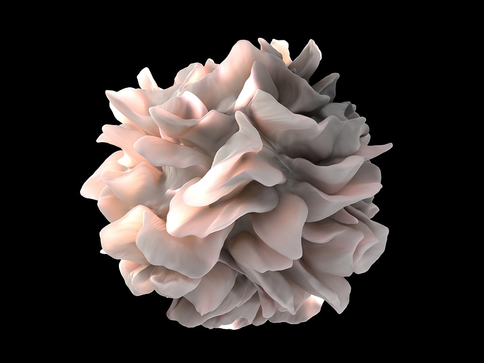 Close-up microscopic enlarged