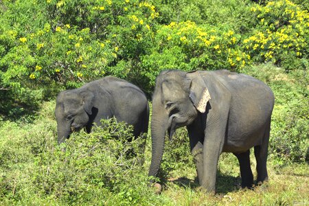 Animals safari asia