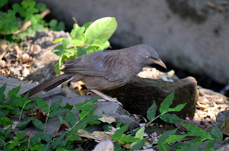 Outdoors nature plant
