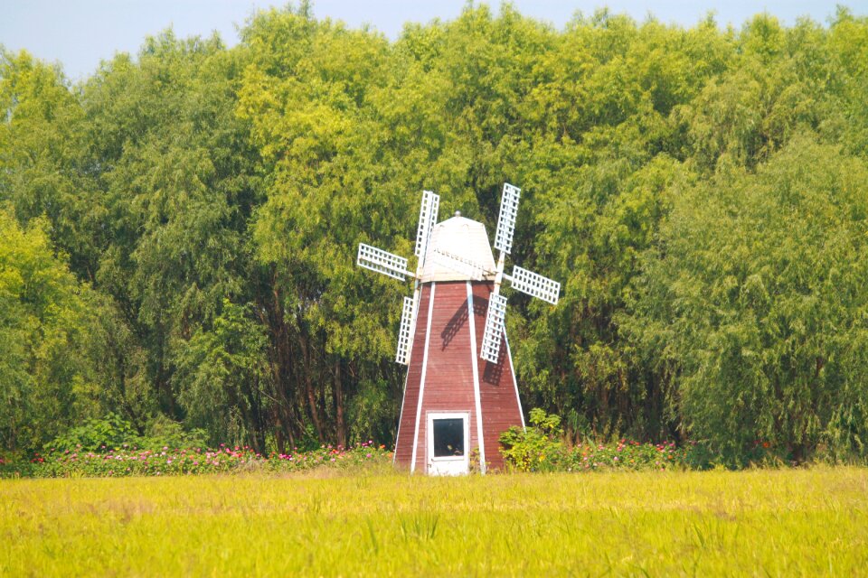 Windmill in rice field willow