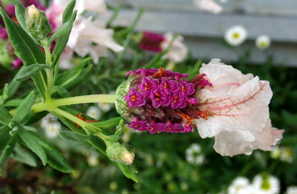 Plant nature