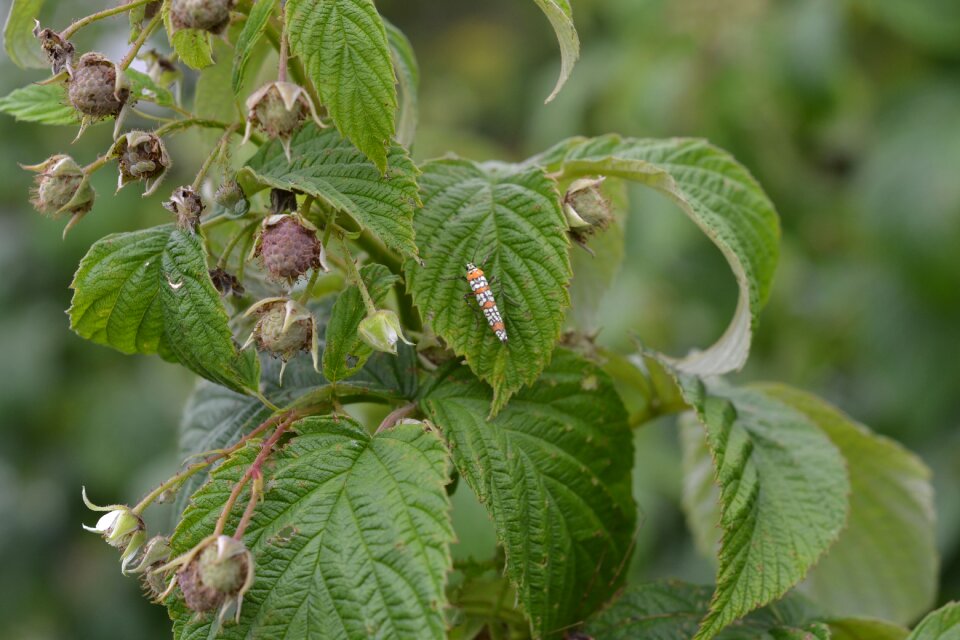 Plant buds