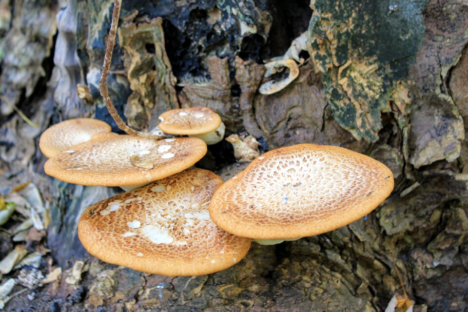Tribe tree mushrooms forest mushrooms