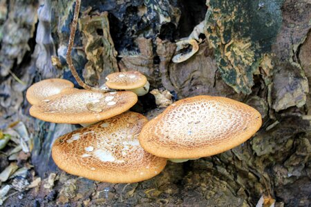 Tribe tree mushrooms forest mushrooms photo