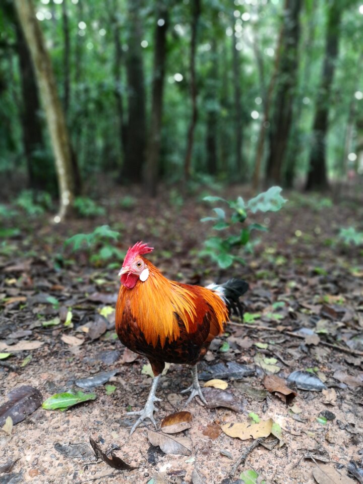 Animals birds poultry