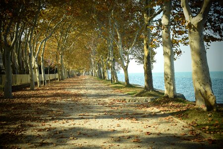 Wood landscape lake balaton photo