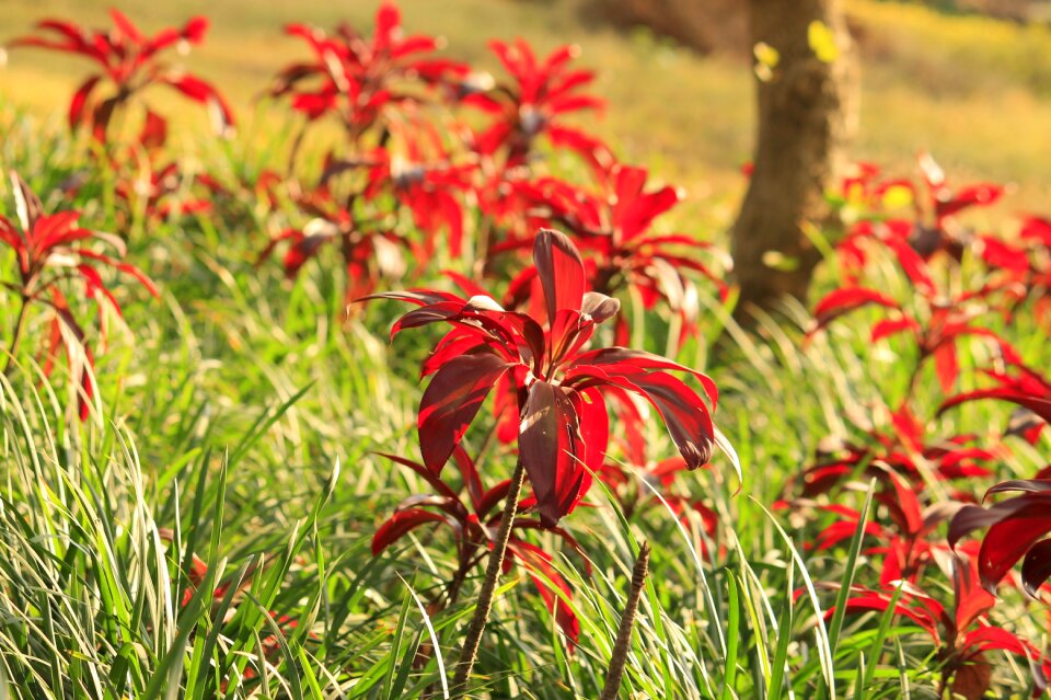 Flower garden