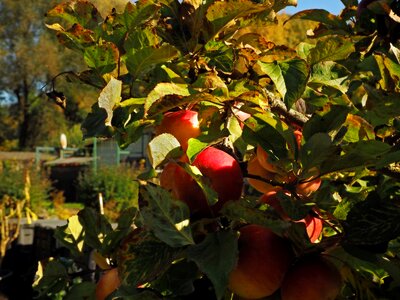 Healthy nature vitamins