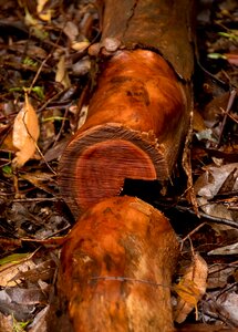 Sawn timber wet