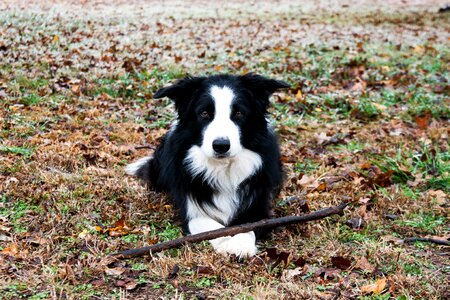 Winter stick waiting