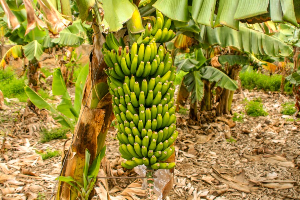 Plant tropical banana plant